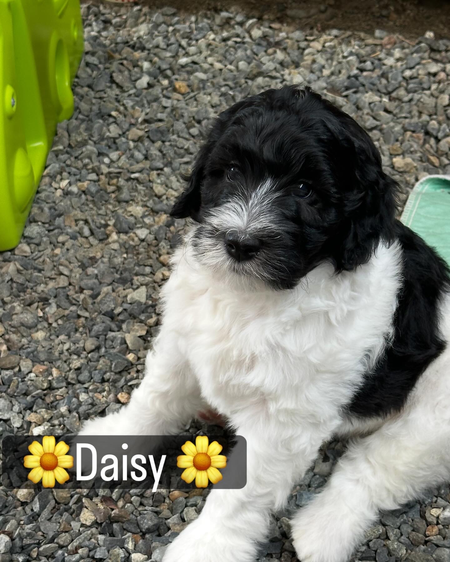 Onyx & Dash Litter - Born 05/25/25 - Image 2
